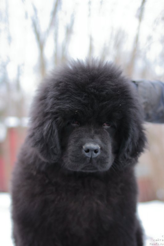 Фото: ньюфаундленд Callistos to Russia With Love