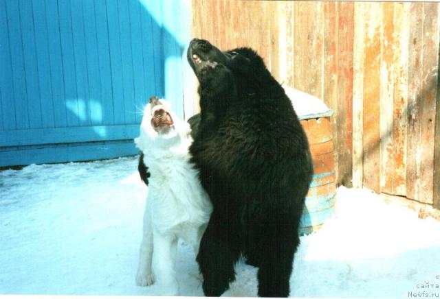 Фото: ньюфаундленд Glyed Tu Si Djipsi (Глэд Ту Си Джипси)