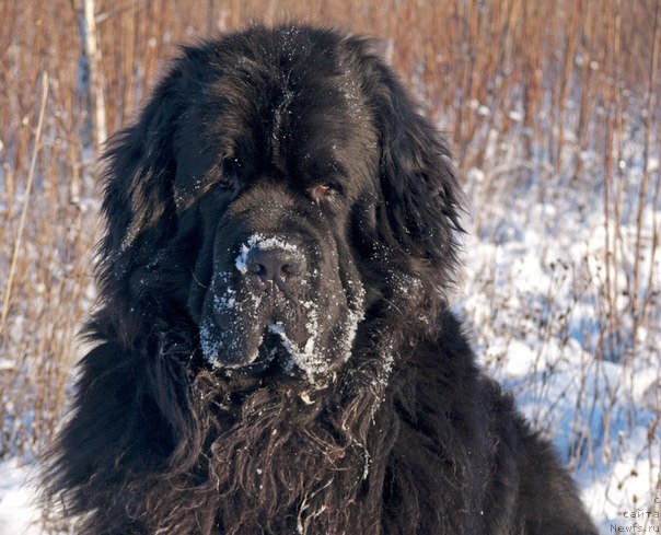 Фото: ньюфаундленд Fann'yuf Gendal'f Greyt (Фанньюф Гендальф Грейт)