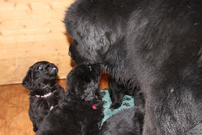 Фотография № 234836