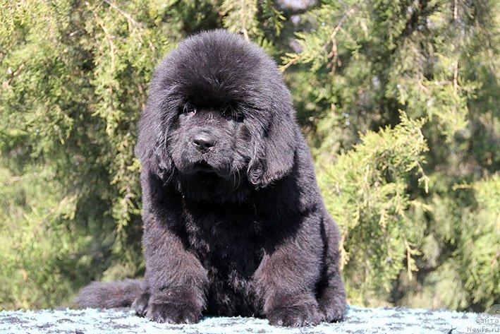 Фотография № 234839