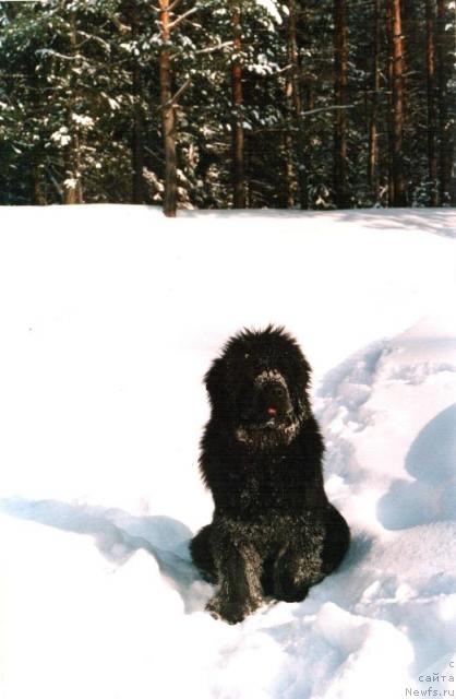 Фото: ньюфаундленд Glyed Tu Si Djipsi (Глэд Ту Си Джипси)