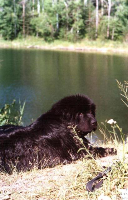 Фото: ньюфаундленд Glyed Tu Si Djipsi (Глэд Ту Си Джипси)