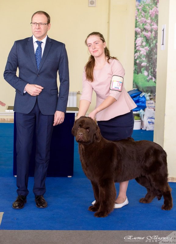 Фото: ньюфаундленд S'Nezhnaya Vjuga Golden Purissima (С'Нежная Вьюга Голден Пуриссима)