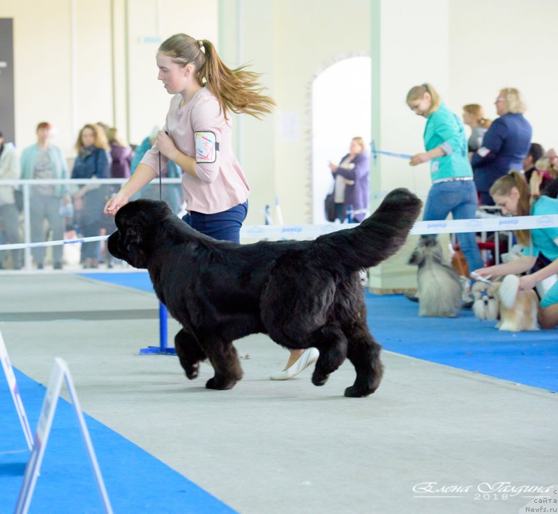 Фото: ньюфаундленд S'Nezhnaya Vjuga Vento Di Fiori (С'Нежная Вьюга Венто Ди Фиори)