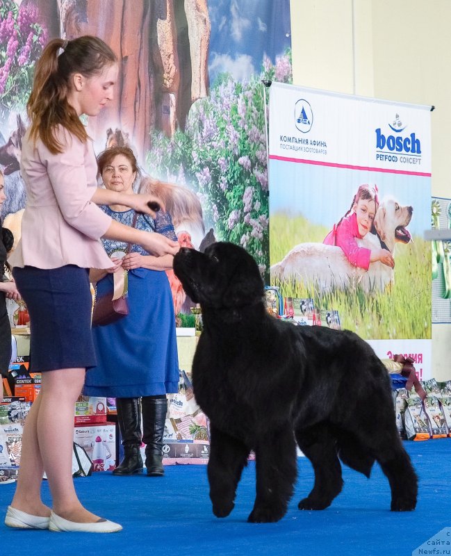 Фото: ньюфаундленд S'Nezhnaya Vjuga Vento Di Fiori (С'Нежная Вьюга Венто Ди Фиори)