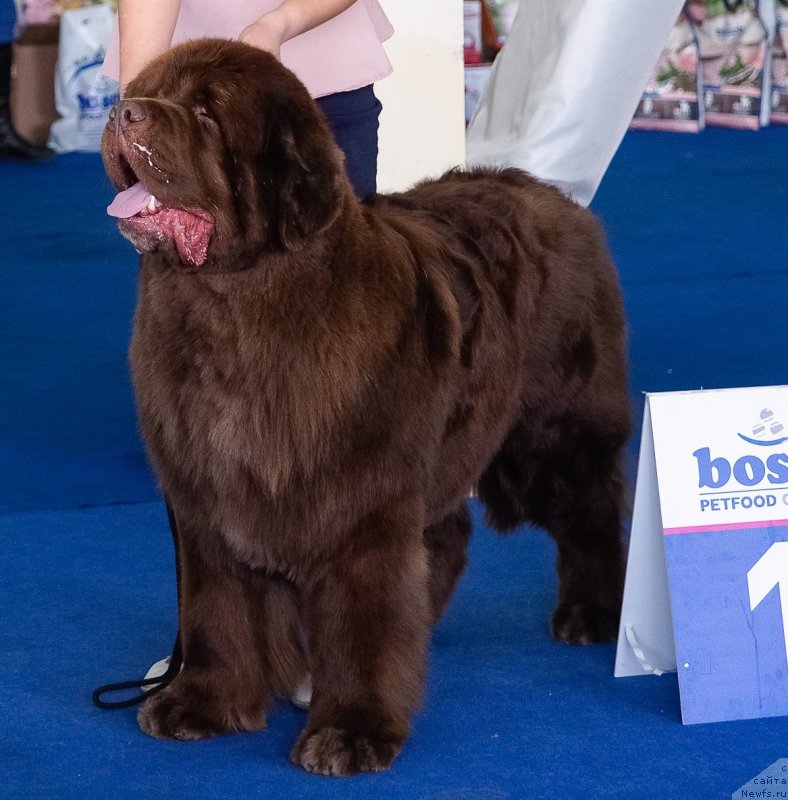Фото: ньюфаундленд Plushevaya Panda Giorgio Beuerlu Hills (Плюшевая Панда Гиоргио Беуерлу Хиллс)