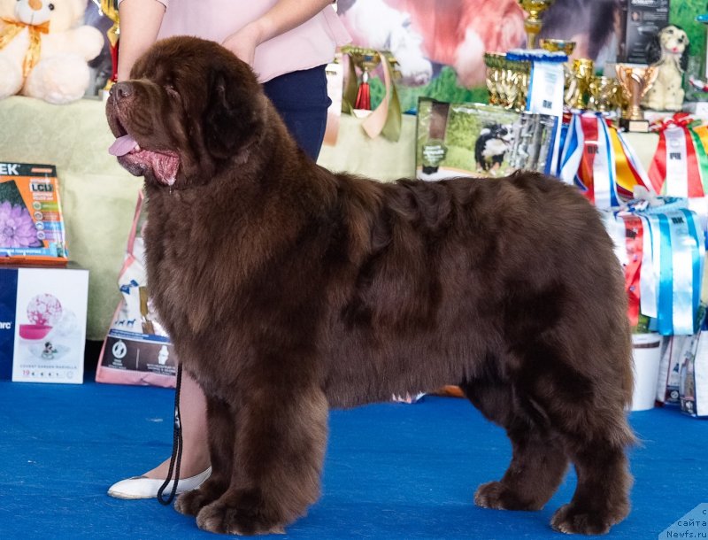 Фотография № 234874