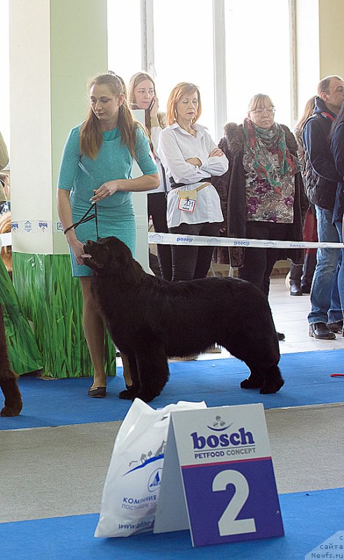 Фото: ньюфаундленд S'Nezhnaya Vjuga Graciosa Exotik (С'Нежная Вьюга Грациоза Экзотик)
