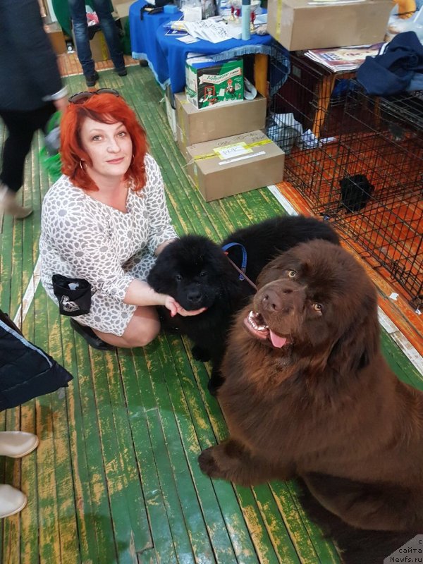 Фото: ньюфаундленд Brownblood MSK Leya Aiman (Браунблад МСК Лея Айман)