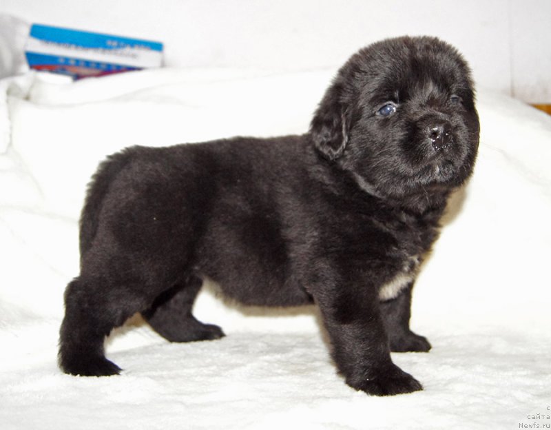 Фотография № 234888