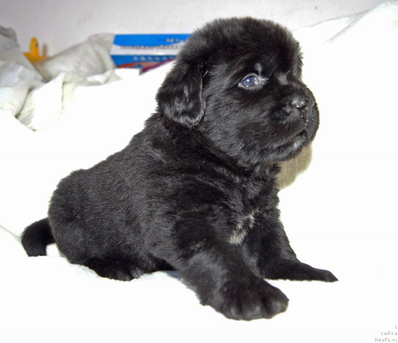 Фотография № 234889