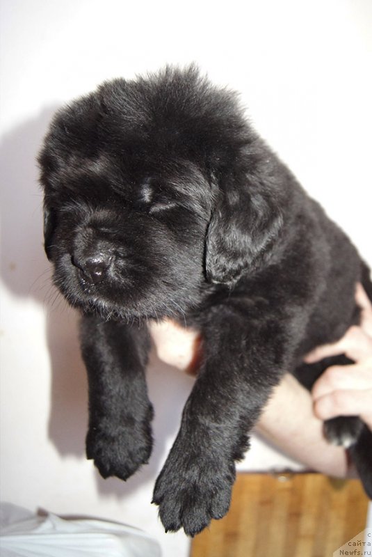 Фото: Супер Бизон ФАБУЛА (Фаня), ньюфаундленд Super Bizon Fabula (Супер Бизон Фабула)