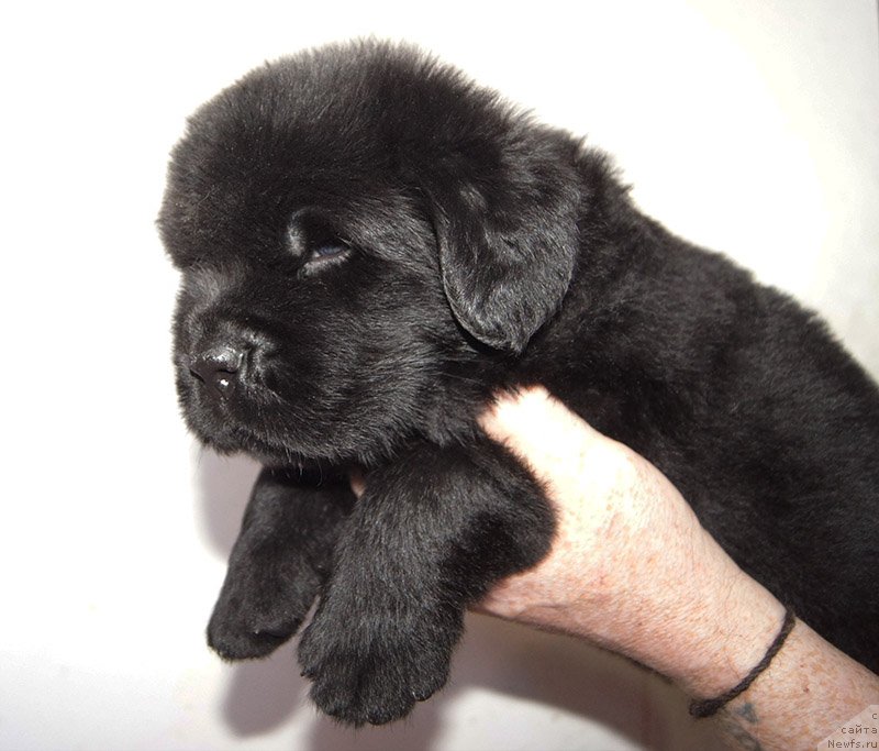 Фото: Супер Бизон ФЕЛИКС (Фил), ньюфаундленд Super Bizon Feliks (Супер Бизон Феликс)