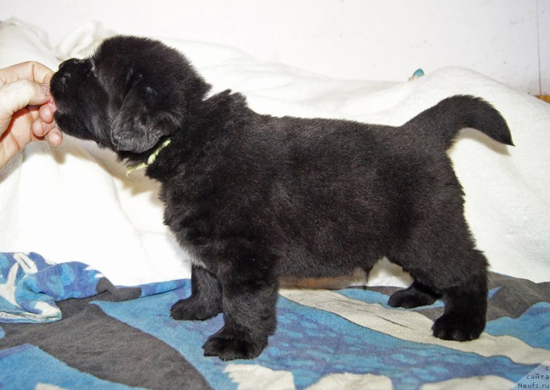 Фотография № 234892