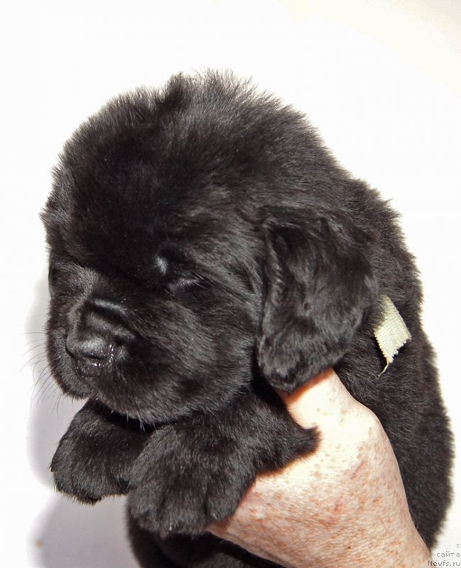 Фотография № 234895