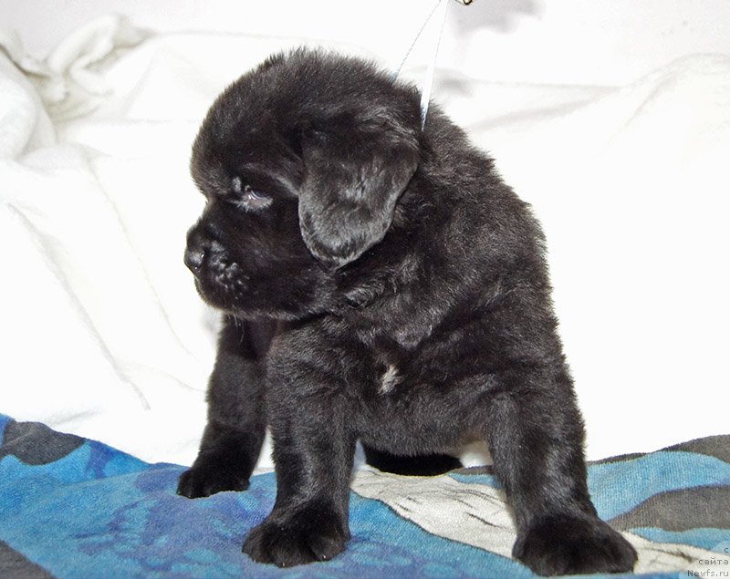 Фото: Супер Бизон ФРОДО (Федя), ньюфаундленд Super Bizon Frodo (Супер Бизон Фродо)