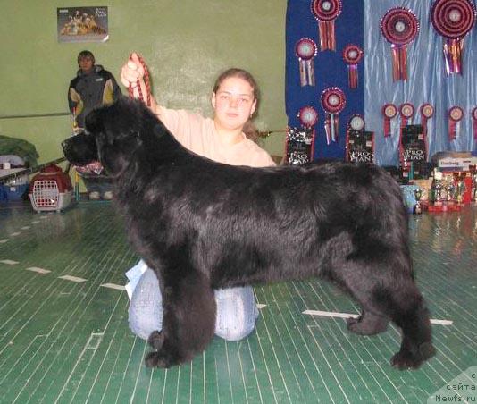 Фото: ньюфаундленд Shemahanskaya Tsaritsa (Шемаханская Царица)