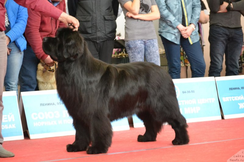 Фото: ньюфаундленд Nikita Bogatyr Imperii (Никита Богатырь Империи)