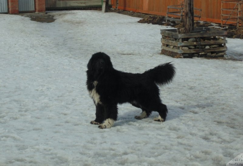 Фото: ньюфаундленд Super Bizon Tadj-Mahal (Супер Бизон Тадж-Махал)