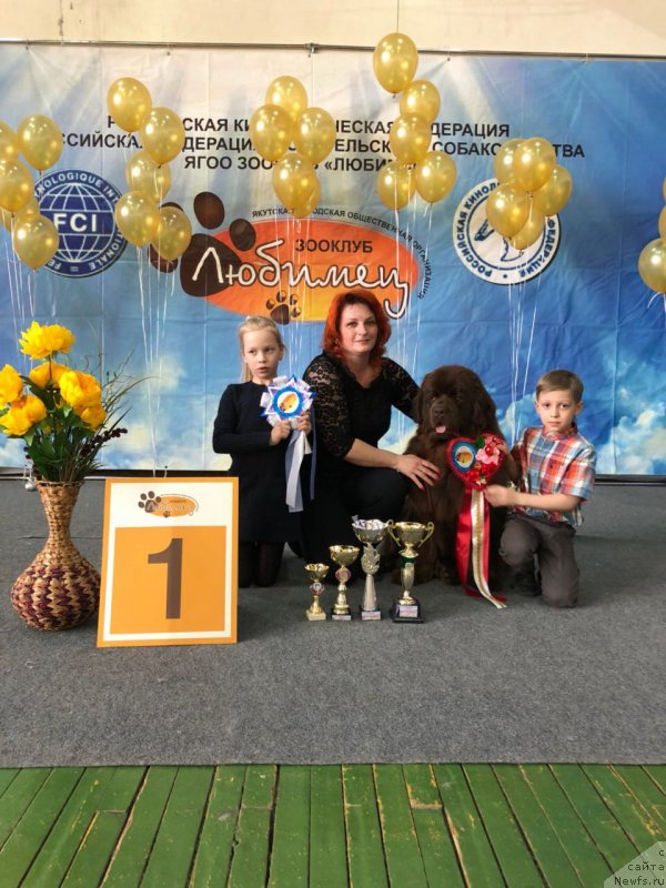 Фото: ньюфаундленд Brownblood MSK Leya Aiman (Браунблад МСК Лея Айман)