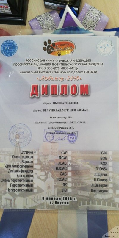 Фото: ньюфаундленд Brownblood MSK Leya Aiman (Браунблад МСК Лея Айман)