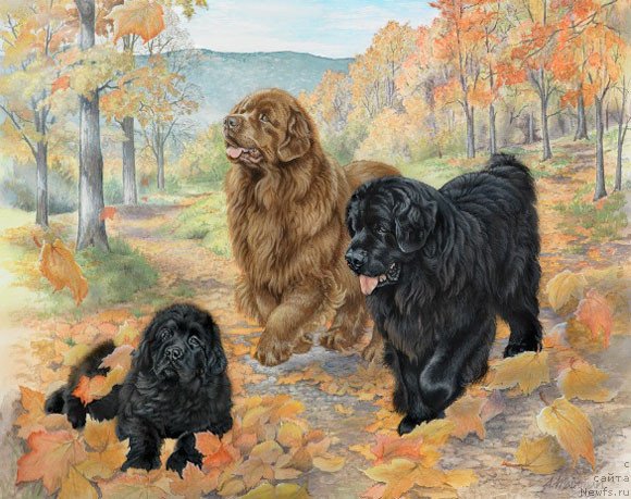 Фотография № 234911