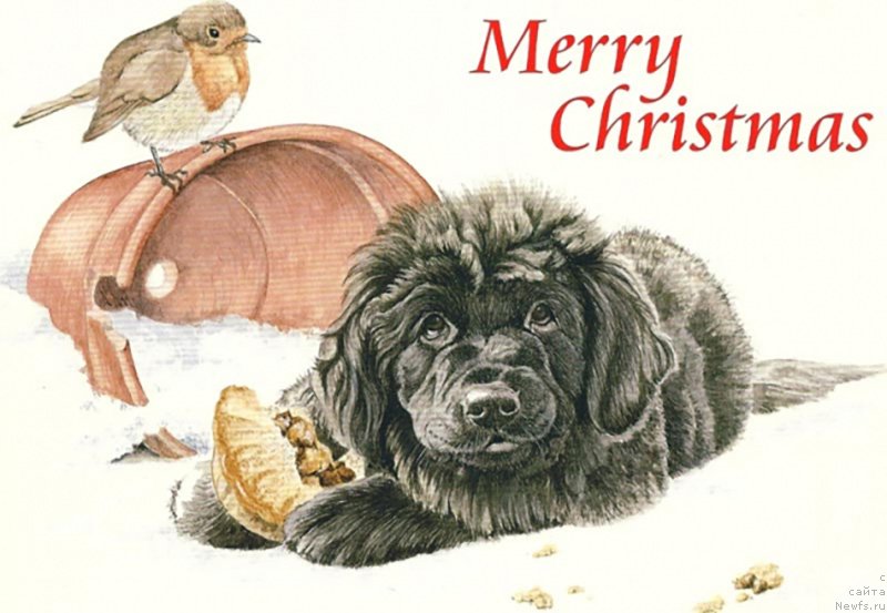 Фотография № 234915