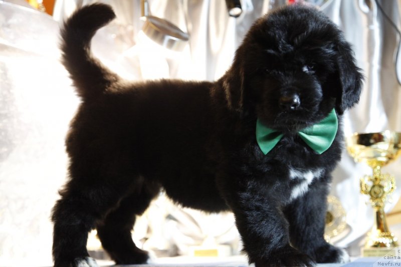 Фото: ньюфаундленд Perl of Sia Dips Jadalin (Перл оф Сиа Дипс Жадалин)