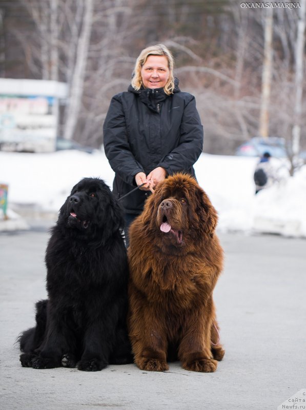 Фото: ньюфаундленд Brownblood MSK Veles Alister (Браунблад МСК Велес Алистер)