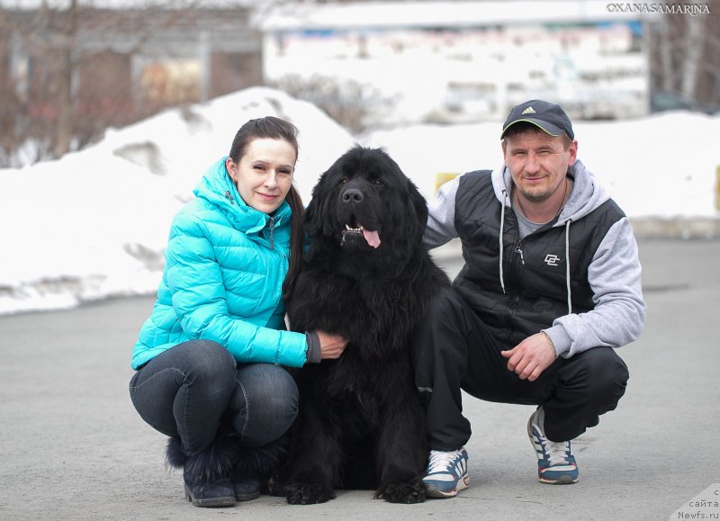 Фото: ньюфаундленд Braunblad MSK Vina Korrayn (Браунблад МСК Вина Коррайн)