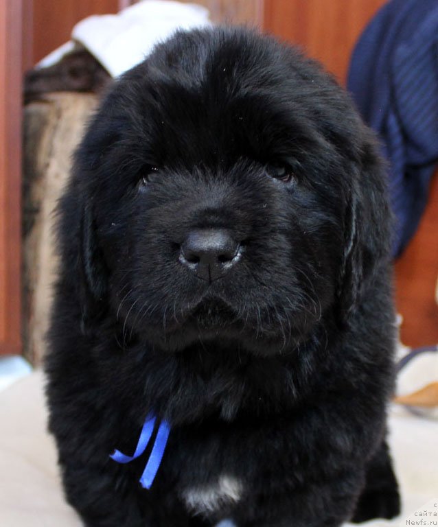 Фото: ньюфаундленд Brownblood MSK Martin Courageous Guy (Браунблад МСК Мартин Корэйджес Гай)