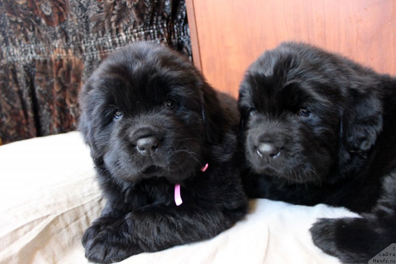 Фотография № 234952