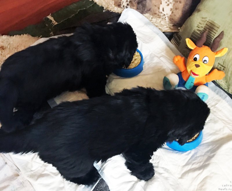 Фото: ньюфаундленд Brownblood MSK Martin Courageous Guy (Браунблад МСК Мартин Корэйджес Гай), ньюфаундленд Brownblood MSK Martha Cheerful Lady (Браунблад МСК Марта Чирфул Леди)