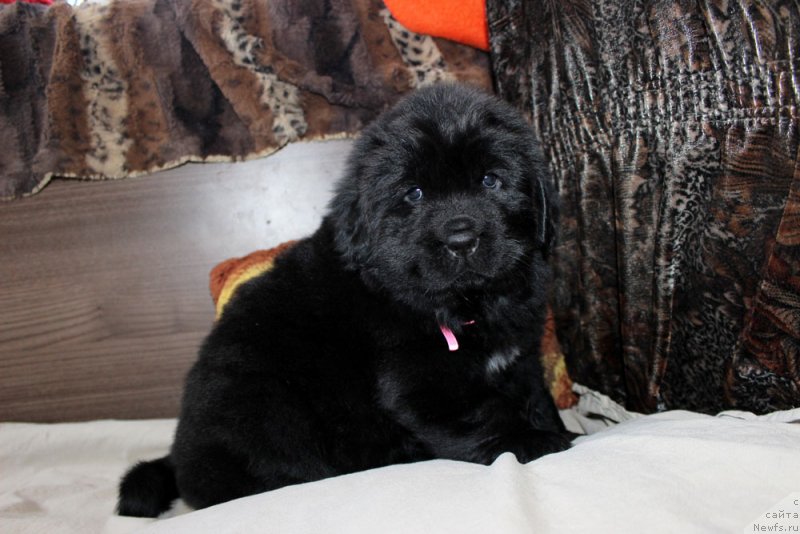 Фото: ньюфаундленд Brownblood MSK Martha Cheerful Lady (Браунблад МСК Марта Чирфул Леди)