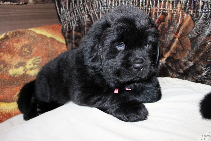 Фото: ньюфаундленд Brownblood MSK Martha Cheerful Lady (Браунблад МСК Марта Чирфул Леди)