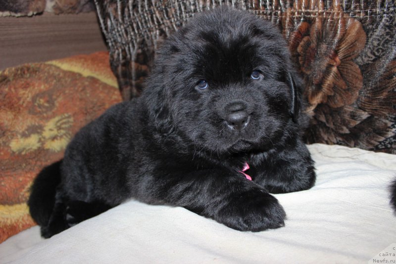 Фото: ньюфаундленд Brownblood MSK Martha Cheerful Lady (Браунблад МСК Марта Чирфул Леди)