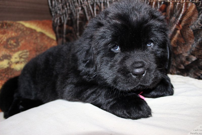 Фото: ньюфаундленд Brownblood MSK Martha Cheerful Lady (Браунблад МСК Марта Чирфул Леди)