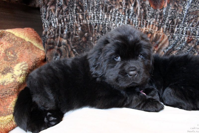 Фото: ньюфаундленд Brownblood MSK Martha Cheerful Lady (Браунблад МСК Марта Чирфул Леди)