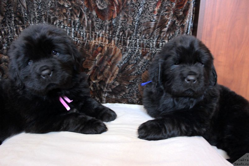 Фото: ньюфаундленд Brownblood MSK Martha Cheerful Lady (Браунблад МСК Марта Чирфул Леди), ньюфаундленд Brownblood MSK Martin Courageous Guy (Браунблад МСК Мартин Корэйджес Гай)