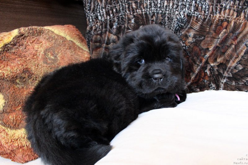 Фото: ньюфаундленд Brownblood MSK Martha Cheerful Lady (Браунблад МСК Марта Чирфул Леди)