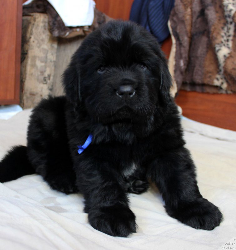 Фото: ньюфаундленд Brownblood MSK Martin Courageous Guy (Браунблад МСК Мартин Корэйджес Гай)