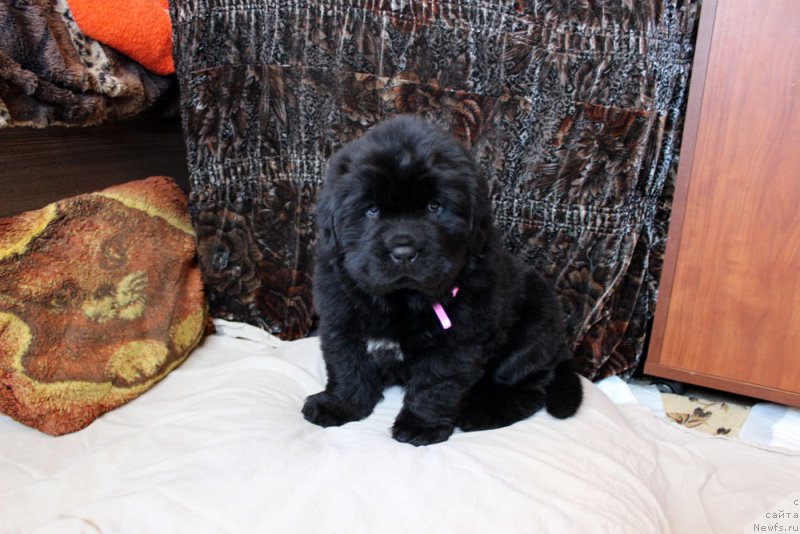 Фото: ньюфаундленд Brownblood MSK Martha Cheerful Lady (Браунблад МСК Марта Чирфул Леди)