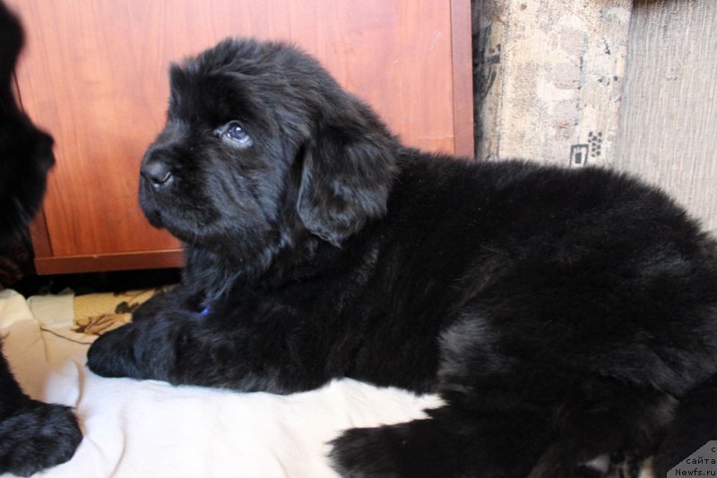 Фото: ньюфаундленд Brownblood MSK Martin Courageous Guy (Браунблад МСК Мартин Корэйджес Гай)