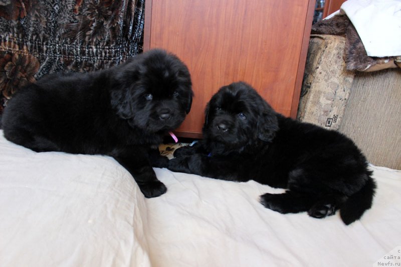 Фотография № 234970