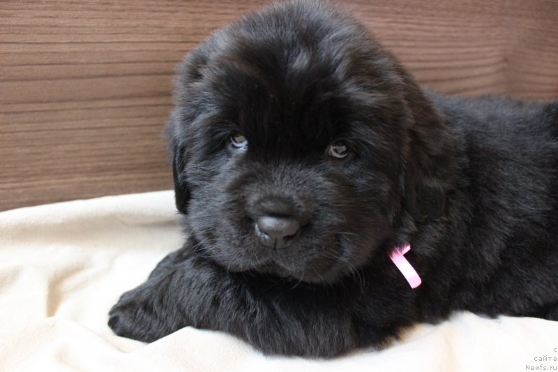 Фото: ньюфаундленд Brownblood MSK Martha Cheerful Lady (Браунблад МСК Марта Чирфул Леди)