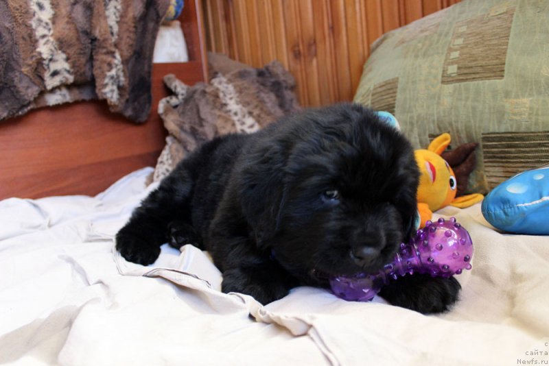 Фото: ньюфаундленд Brownblood MSK Martin Courageous Guy (Браунблад МСК Мартин Корэйджес Гай)