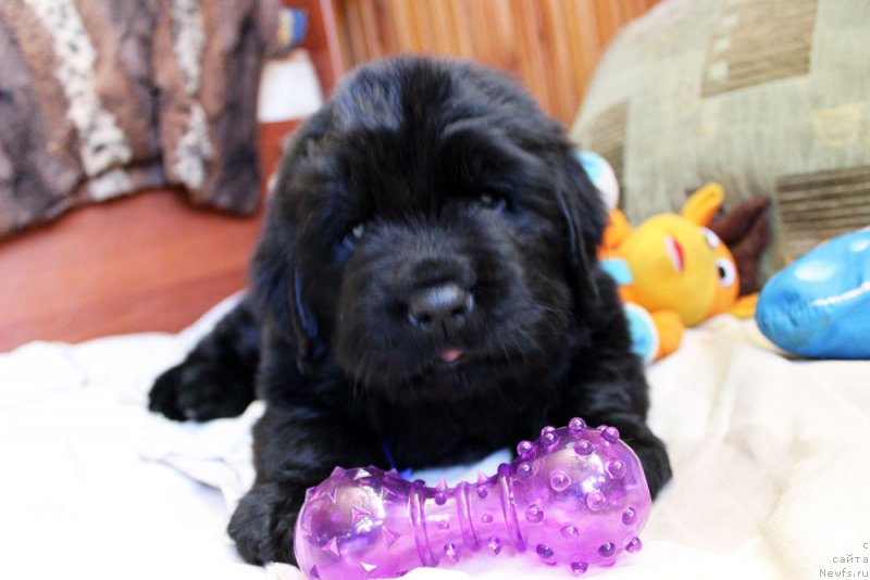 Фото: ньюфаундленд Brownblood MSK Martin Courageous Guy (Браунблад МСК Мартин Корэйджес Гай)