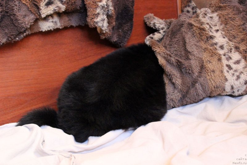 Фото: ньюфаундленд Brownblood MSK Martin Courageous Guy (Браунблад МСК Мартин Корэйджес Гай)