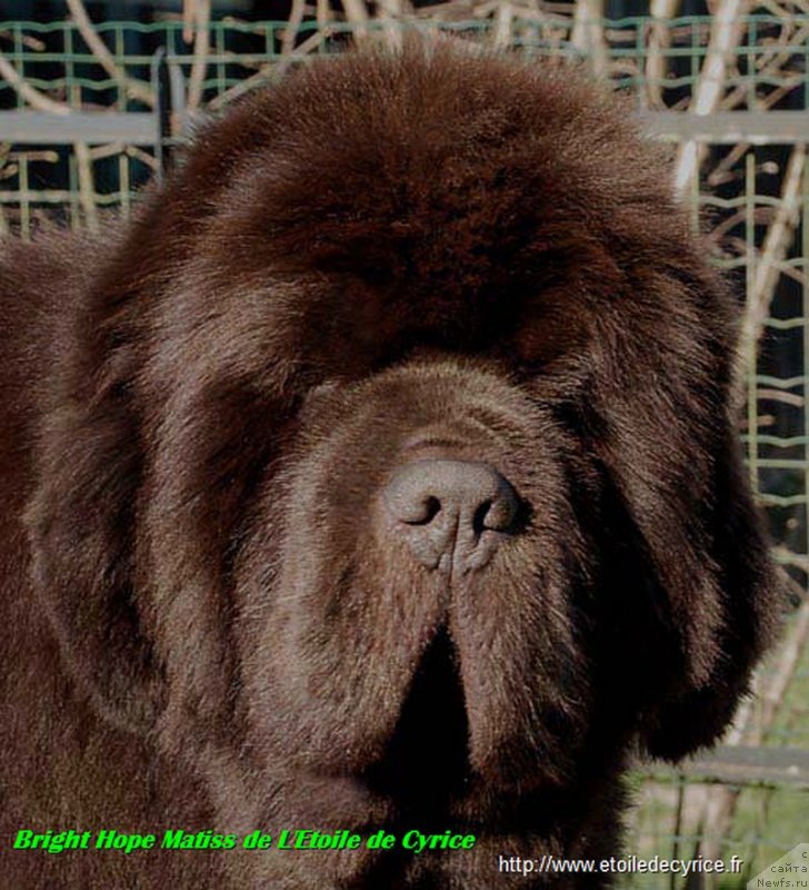 Фото: ньюфаундленд Bright Hope Matiss de L'Etoile de Cyrice